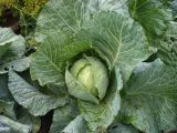 Brassica oleracea var. capitata