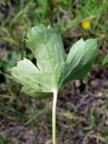 Ranunculus japonicus