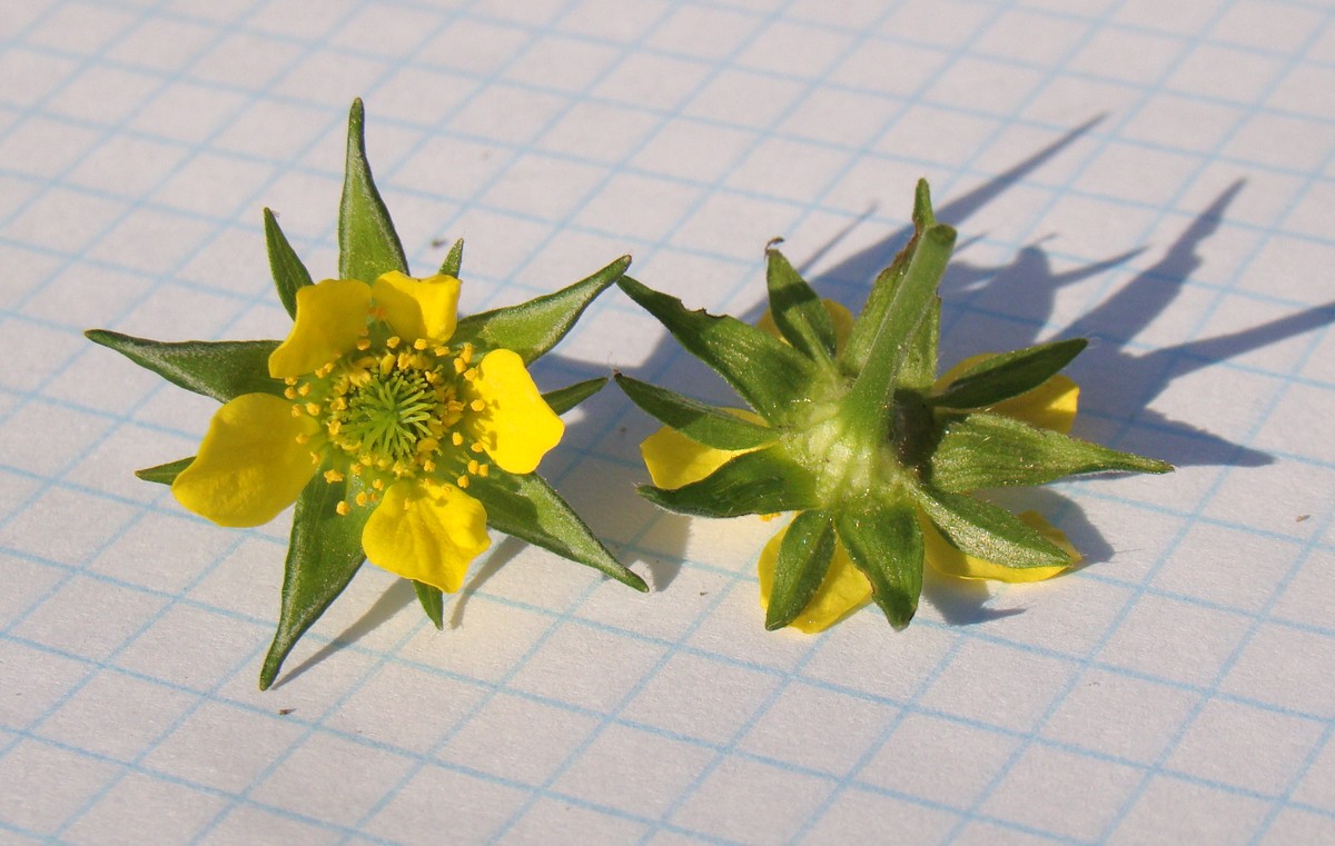 Image of Geum urbanum specimen.