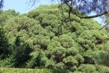 Sequoiadendron giganteum