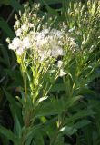 Senecio sarracenicus