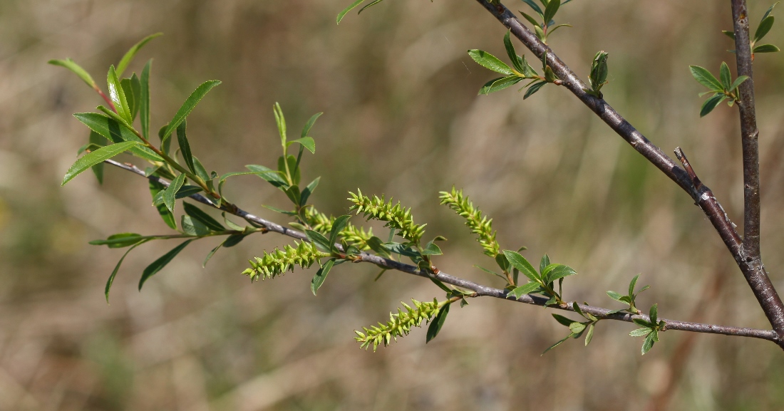 Image of Salix nipponica specimen.