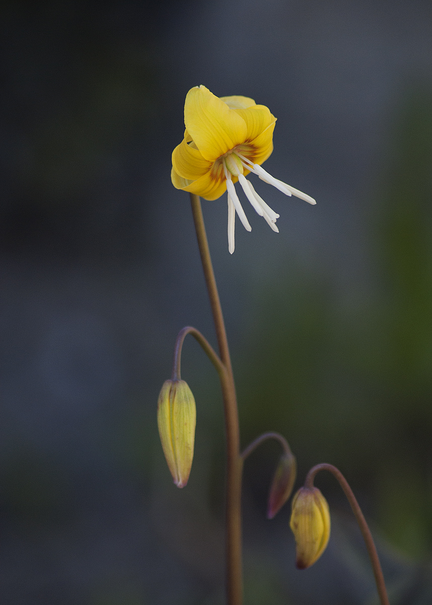 Image of Erythronium tuolumnense specimen.