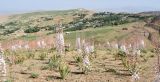 Eremurus olgae. Цветущие растения (на заднем фоне кишлак Хумман). Узбекистан, Кашкадарьинская обл., Шахрисабзский р-н, зап. отроги Гиссарского хр., окр. кишлака Хумман. 08.06.2017.