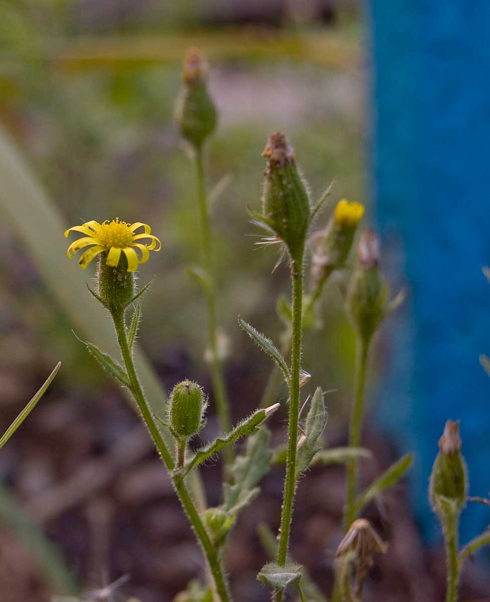 Изображение особи Senecio viscosus.