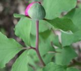 Paeonia daurica
