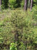 Juniperus communis