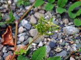 Astragalus glycyphyllos. Незрелое соплодие. Абхазия, Рицинский реликтовый национальный парк, северный берег озера Рица, ≈ 900 м н.у.м., прибрежный галечник. 16.07.2017.