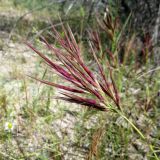 Boissiera squarrosa. Соцветие. Таджикистан, Хатлонская обл., Джиликульский р-н, заповедник \"Тигровая балка\", низкотравная полусаванна. 23.04.2017.