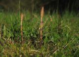 Equisetum arvense