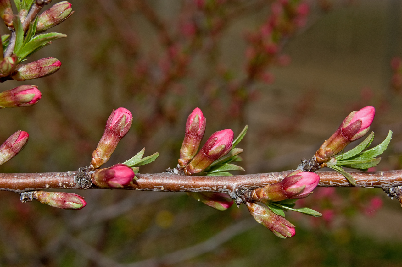 Изображение особи Amygdalus nana.