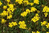 Draba sibirica