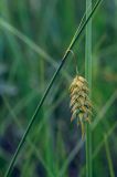 Carex limosa. Верхушка плодоносящего растения. Пермский край, Краснокамский р-н, сосново-пушицево-кустарничково-сфагновое болото. 07.07.2019.