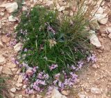 Asperula cristata