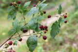 Rubus nessensis. Верхушка ветви с плодами разной степени зрелости. Беларусь, Витебская обл., ландшафтно-гидрологический заказник \"Глубокский Мох\", смешанный хвойно-широколиственный лес, обочина грунтовой дороги. 01.08.2019.