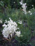 Filipendula vulgaris