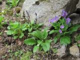 Primula meyeri