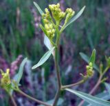 Erucastrum armoracioides. Верхушка зацветающего растения. Казахстан, Терскей Алатау, горы Басулытау, 2200 м.н.у.м. 16.06.2010.