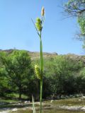 Carex songorica