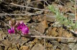 Oxytropis floribunda. Цветущий побег. Челябинская обл., Троицкий р-н, Троицко-Совхозное сельское поселение, окр. пос. Белоключевка, долина р. Уй, вершина прибрежного скальника, каменистая степь. 3 мая 2021 г.