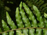 Nephrolepis exaltata. Часть спороносяшей вайи. Израиль, Шарон, г. Тель-Авив, ботанический сад тропических растений. 20.07.2021.