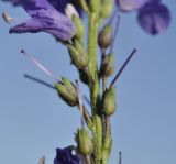 Veronica linariifolia. Часть отцветшего соцветия. Приморский край, Уссурийский гор. округ, окр. с. Монакино, небольшая сопка, поляна в широколиственном лесу. 03.09.2022.