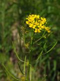 Erysimum cheiranthoides. Верхушка соцветия с цветками и незрелыми плодами. Магаданская обл., окр. г. Магадан, нижнее течение р. Магаданка, в зарослях разнотравья. 03.08.2017.