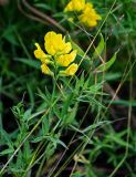 Lathyrus pratensis