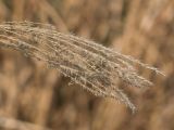 Miscanthus sinensis