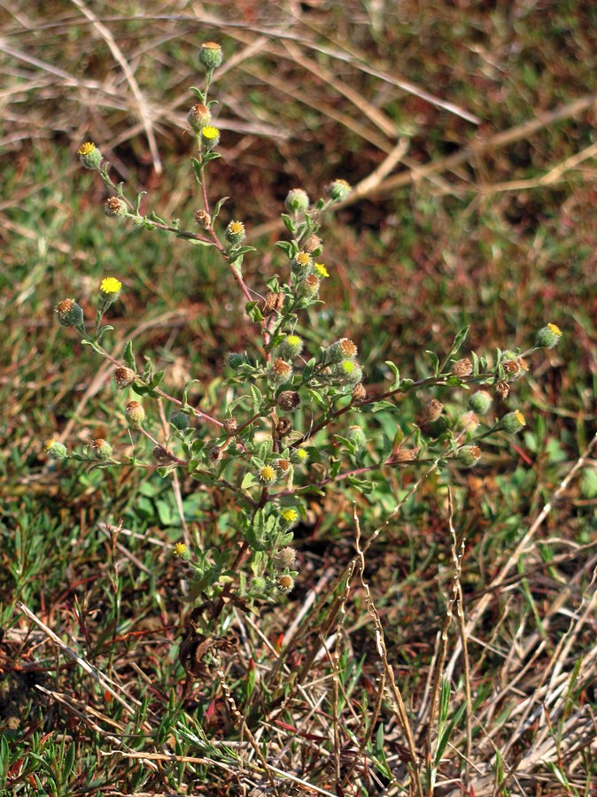Image of Pulicaria vulgaris specimen.