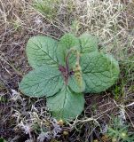 Verbascum phoeniceum