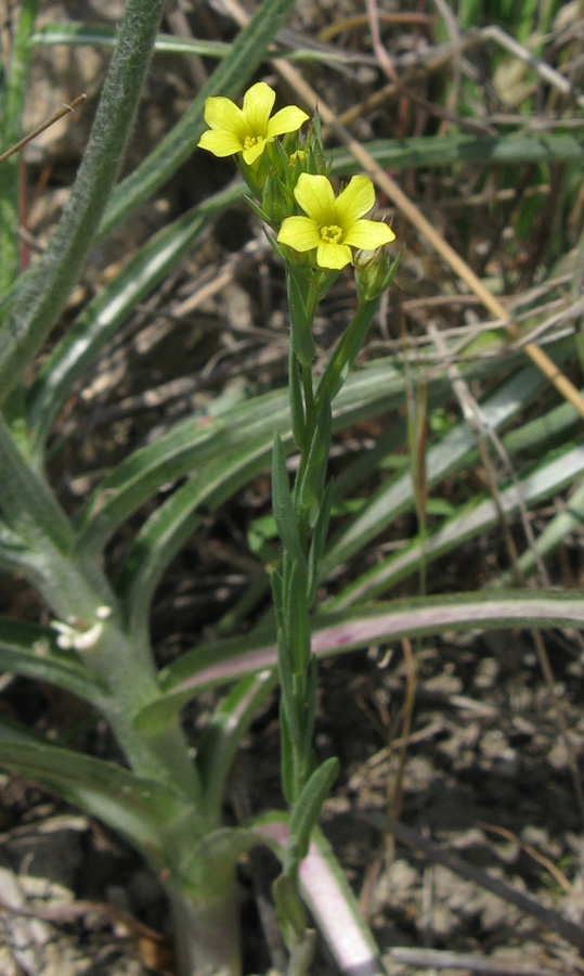 Изображение особи Linum corymbulosum.