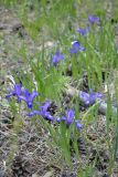 Iris uniflora