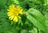 Crepis sibirica