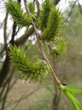 Salix acutifolia