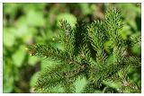 Picea glehnii