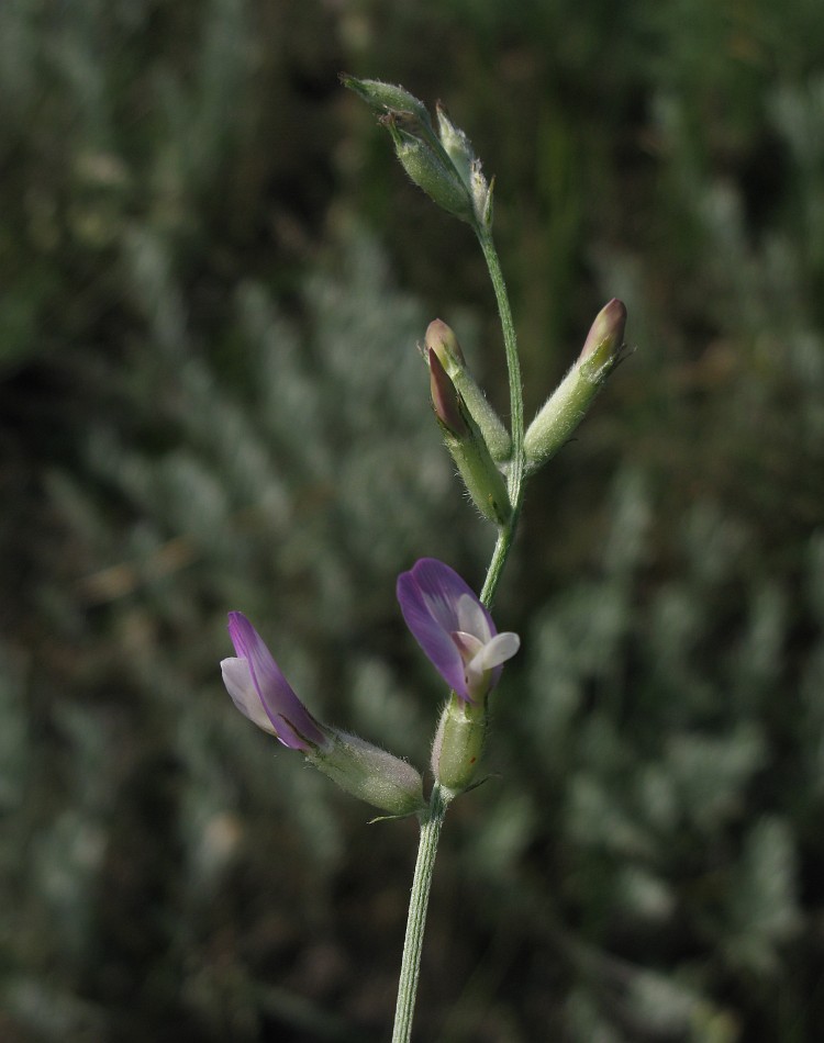 Изображение особи Astragalus pallescens.