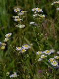 Erigeron annuus. Верхушки веточек с соцветиями. Подмосковье, поле. 1-я декада августа.