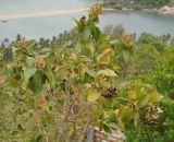 Vitex pinnata. Часть кроны цветущего и плодоносящего дерева. Таиланд, остров Пханган. 22.06.2013.