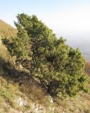 Juniperus deltoides