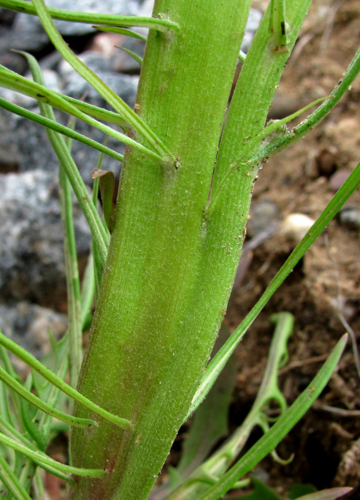 Изображение особи Crepis tectorum.