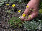 Potentilla vulcanicola