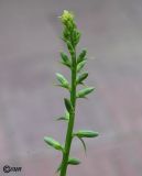 Campanula rapunculoides