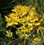 Ligularia songarica