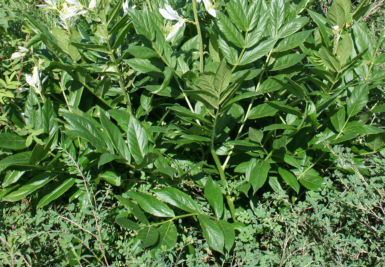 Image of Dictamnus angustifolius specimen.