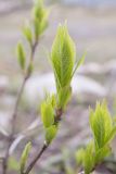 Lonicera alpigena