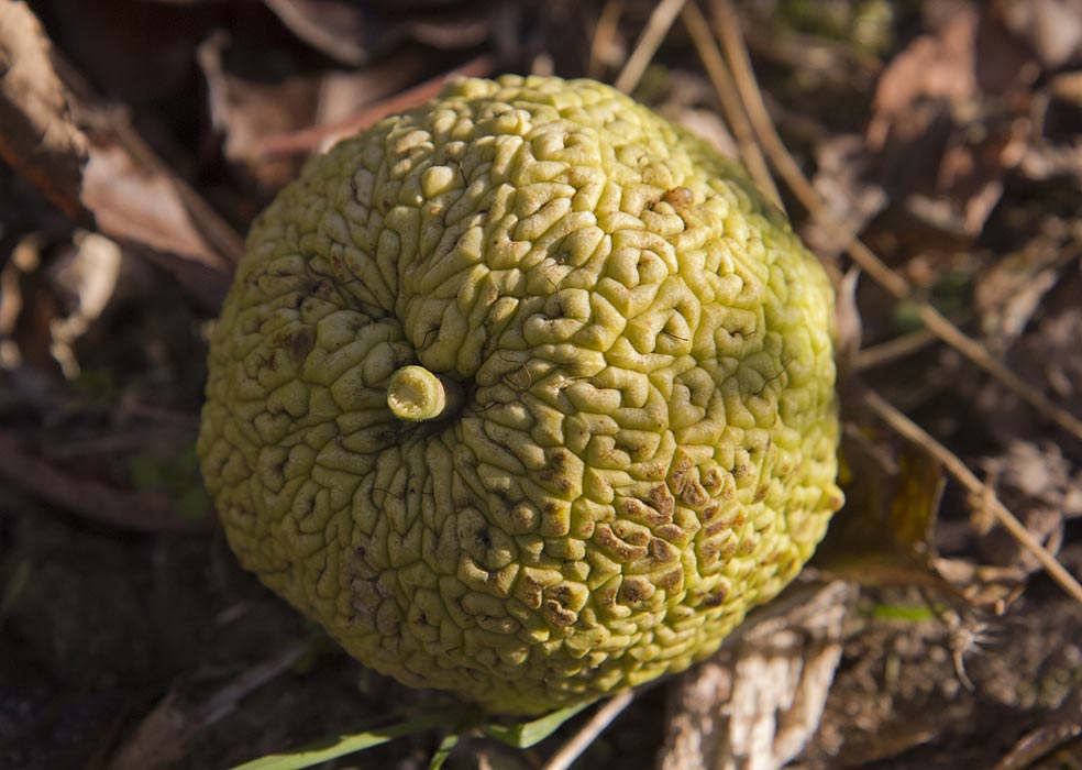 Изображение особи Maclura pomifera.