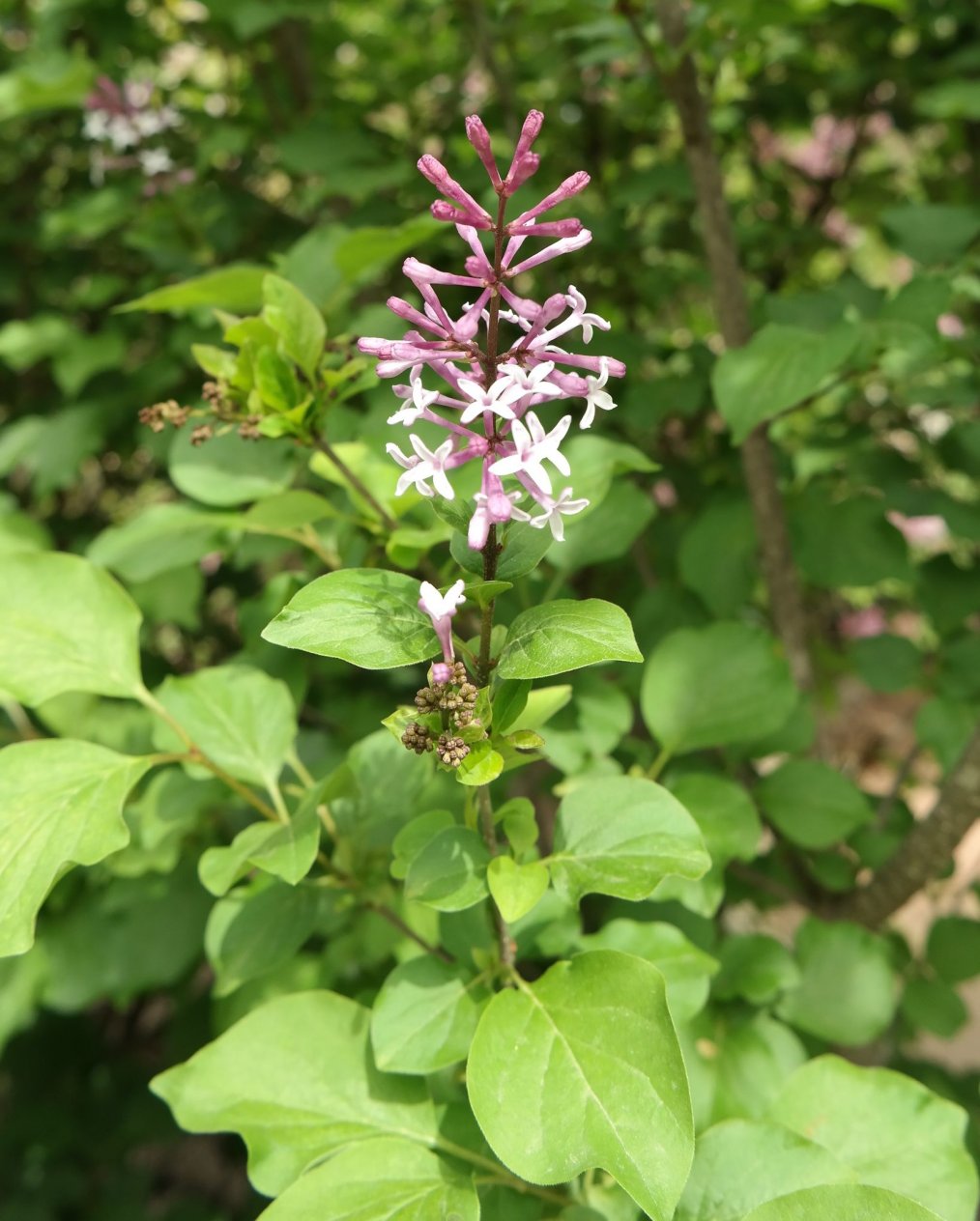 Изображение особи Syringa microphylla.