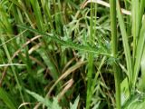 Cirsium maackii