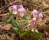 Calypso bulbosa